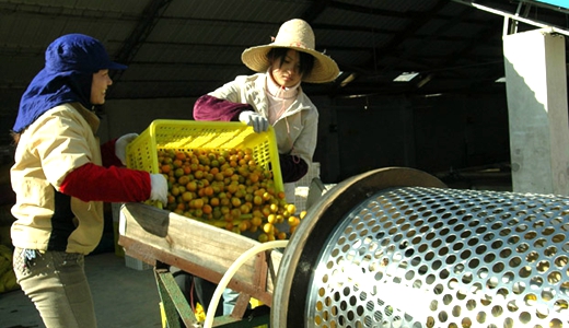 農(nóng)業(yè)部：政策利好農(nóng)產(chǎn)品加工業(yè)設(shè)施建設(shè)及技術(shù)水平提高