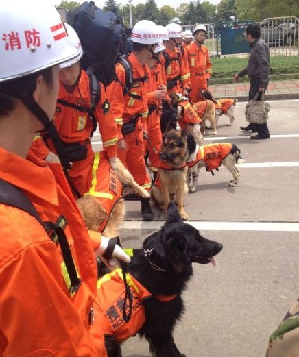 【地震快訊】湖北首個搜救犬大隊十條犬將赴四川救災